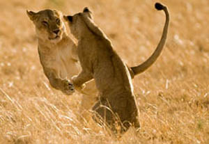 lion wrestle